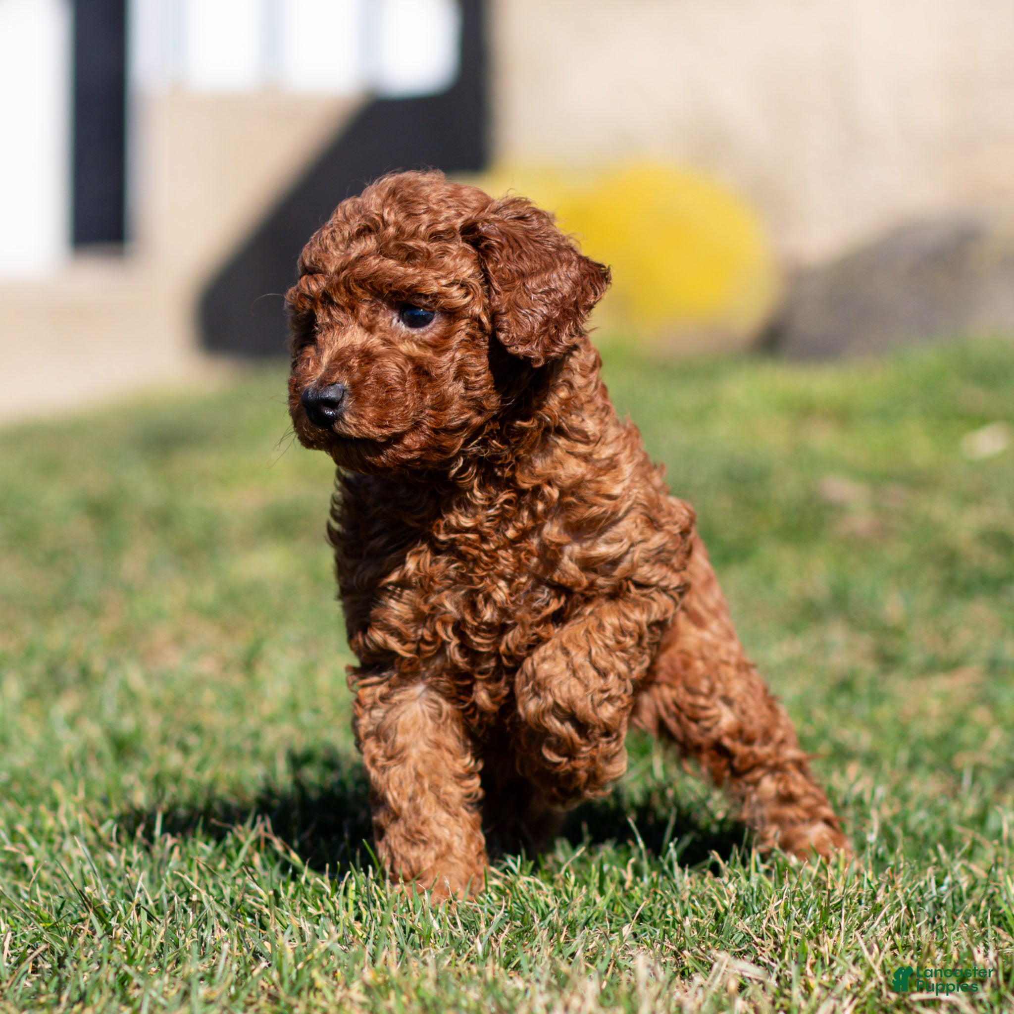 Standard Poodle dogs Bandit Poodle Puppy  - Ad 1