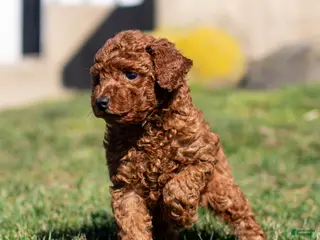 Toy Poodle dogs for sale: Bandit Poodle Puppy - Ad 2