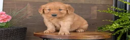 Golden Retriever dogs for sale: Carmen - Ad 7