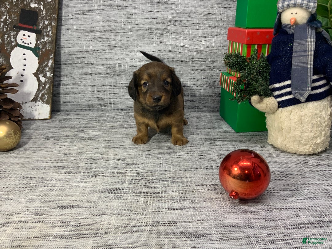 Miniature Dachshund dogs for sale: Nora - Ad 7