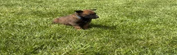 Belgian Malinois dogs for sale: Nashville - Ad 7