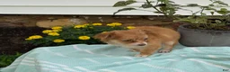 Chihuahua dogs for sale: Tillie - Ad 3