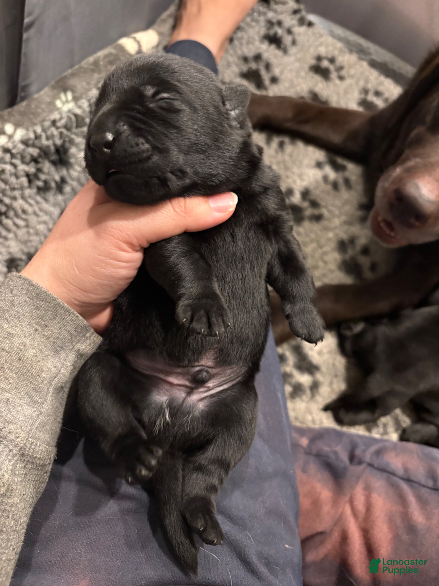 Labrador Retriever dogs Labrador Retriever Puppy 1 - Ad 1