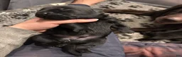 Labrador Retriever dogs for sale: Labrador Retriever Puppy 1 - Ad 1