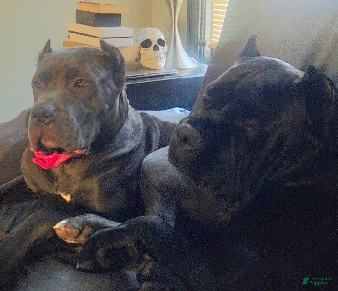 Cane Corso dogs Rocky - Ad 2