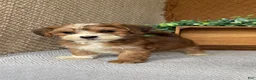 Havanese dogs for sale: Archie  - Ad 5
