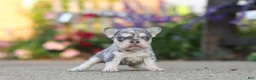 French Bulldog dogs for sale: Sienna - Ad 9