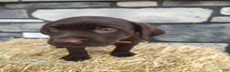 Labrador Retriever dogs for sale: Moose - Ad 3