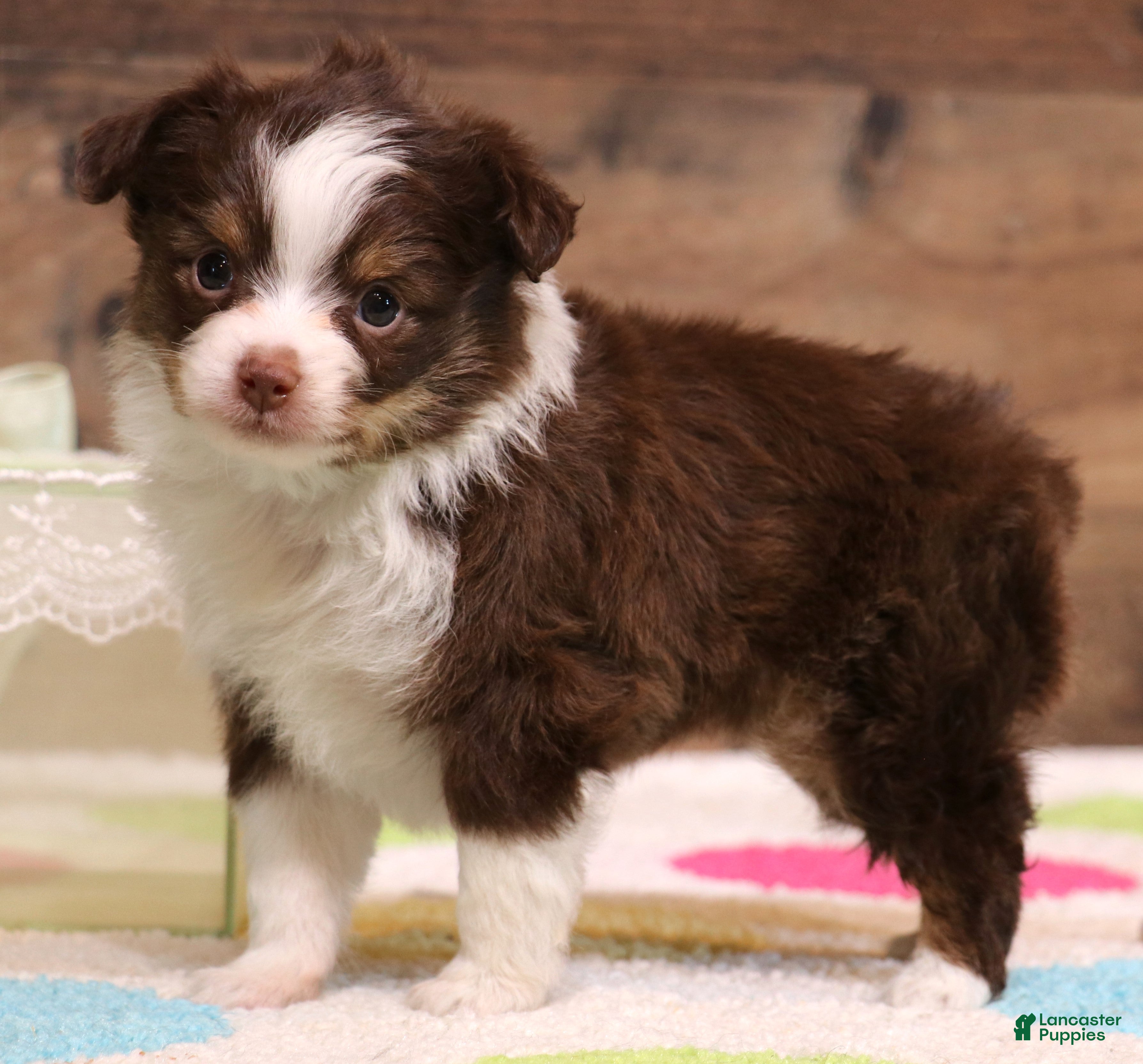 Toy Australian Shepherd dogs Fergie red-tri Toy Aussie f - Ad 10