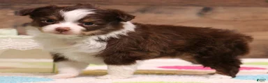 Fergie red-tri Toy Aussie f