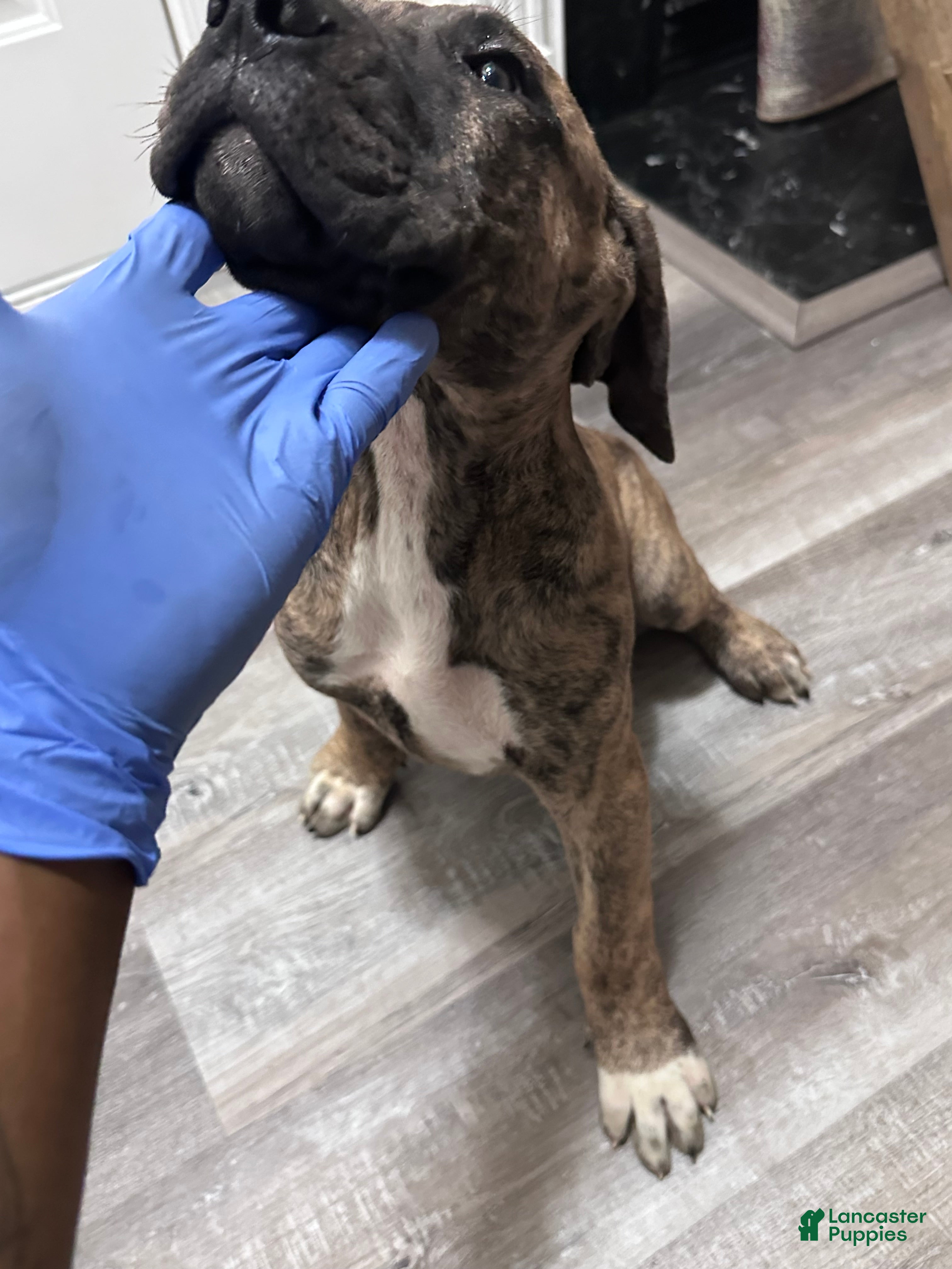 Presa Canario dogs Presa Canario 10 - Ad 8
