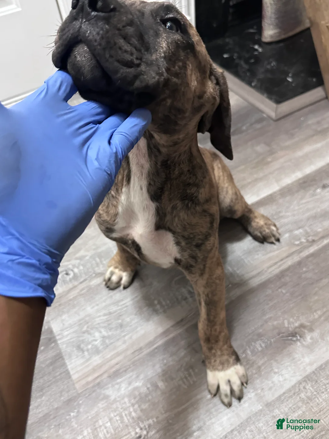 Presa Canario dogs for sale: Presa Canario 10 - Ad 1
