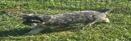 Miniature Schnauzer dogs for sale: Miniature Schnauzer 2 - Ad 2