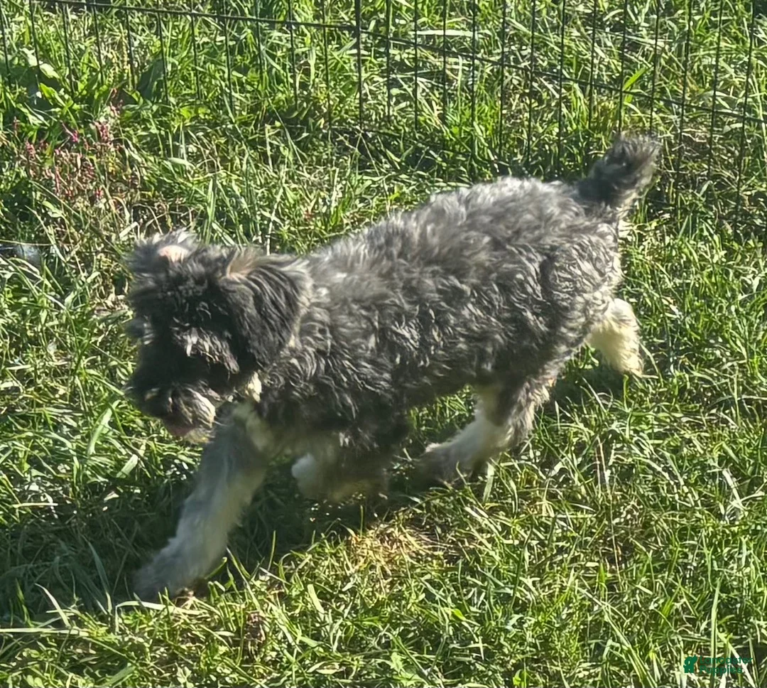 Miniature Schnauzer dogs for sale: Miniature Schnauzer 2 - Ad 2