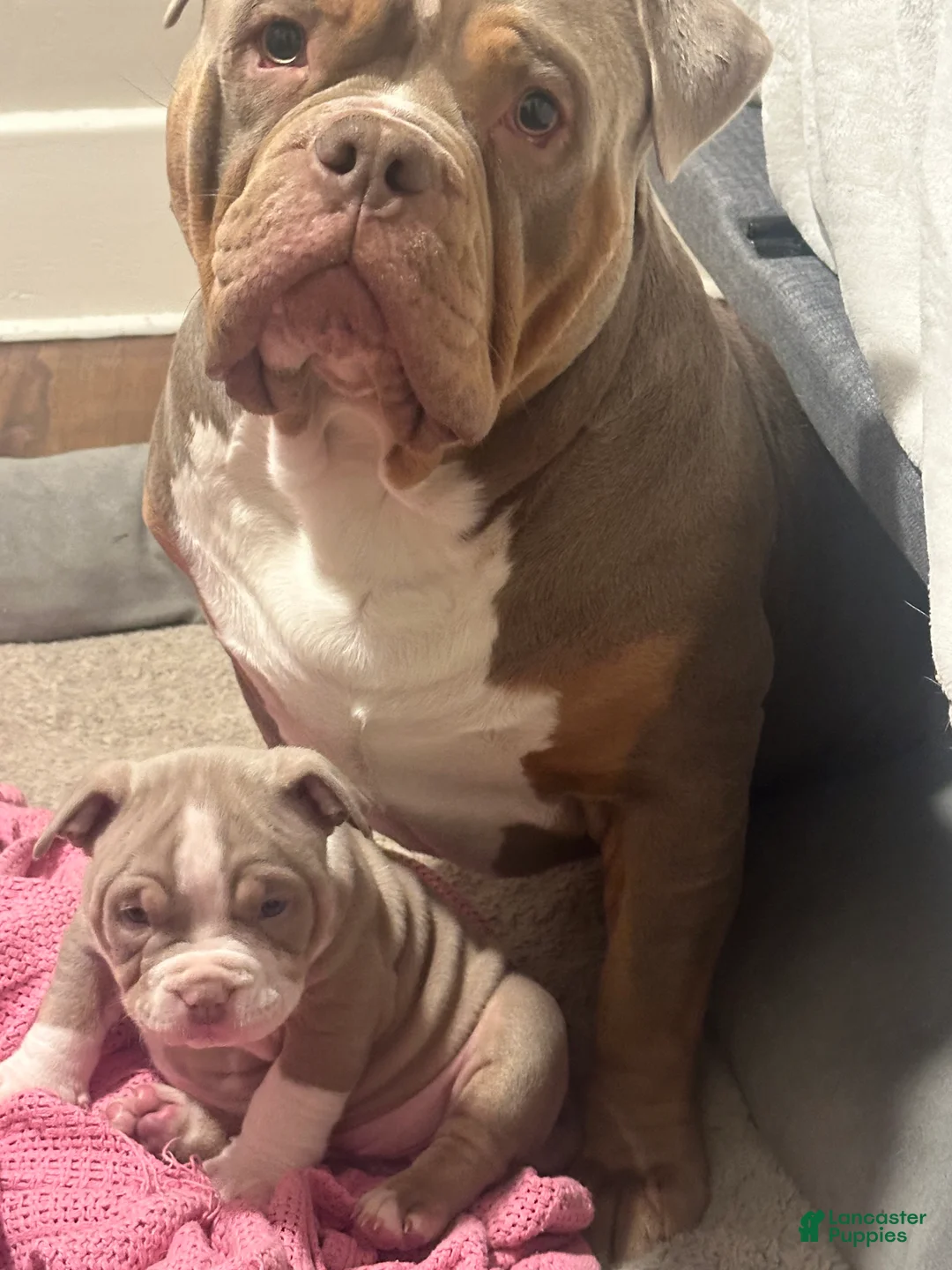 American Bully dogs for sale: American Bully Puppy 7 - Ad 5