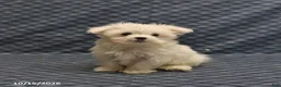 Maltese dogs for sale: Rosie - Ad 4