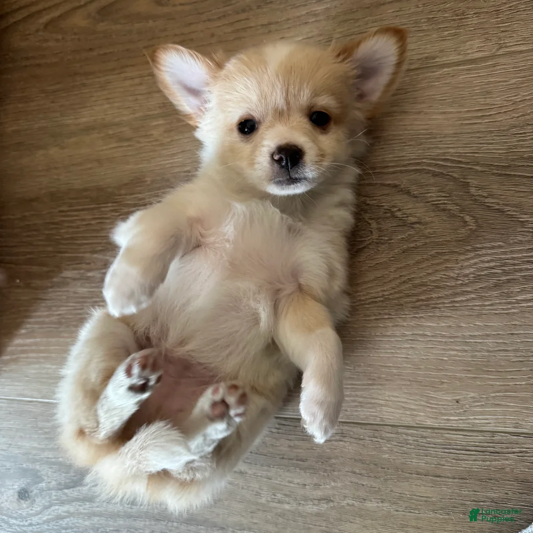 Chihuahua dogs for sale: Chaz - Ad 2