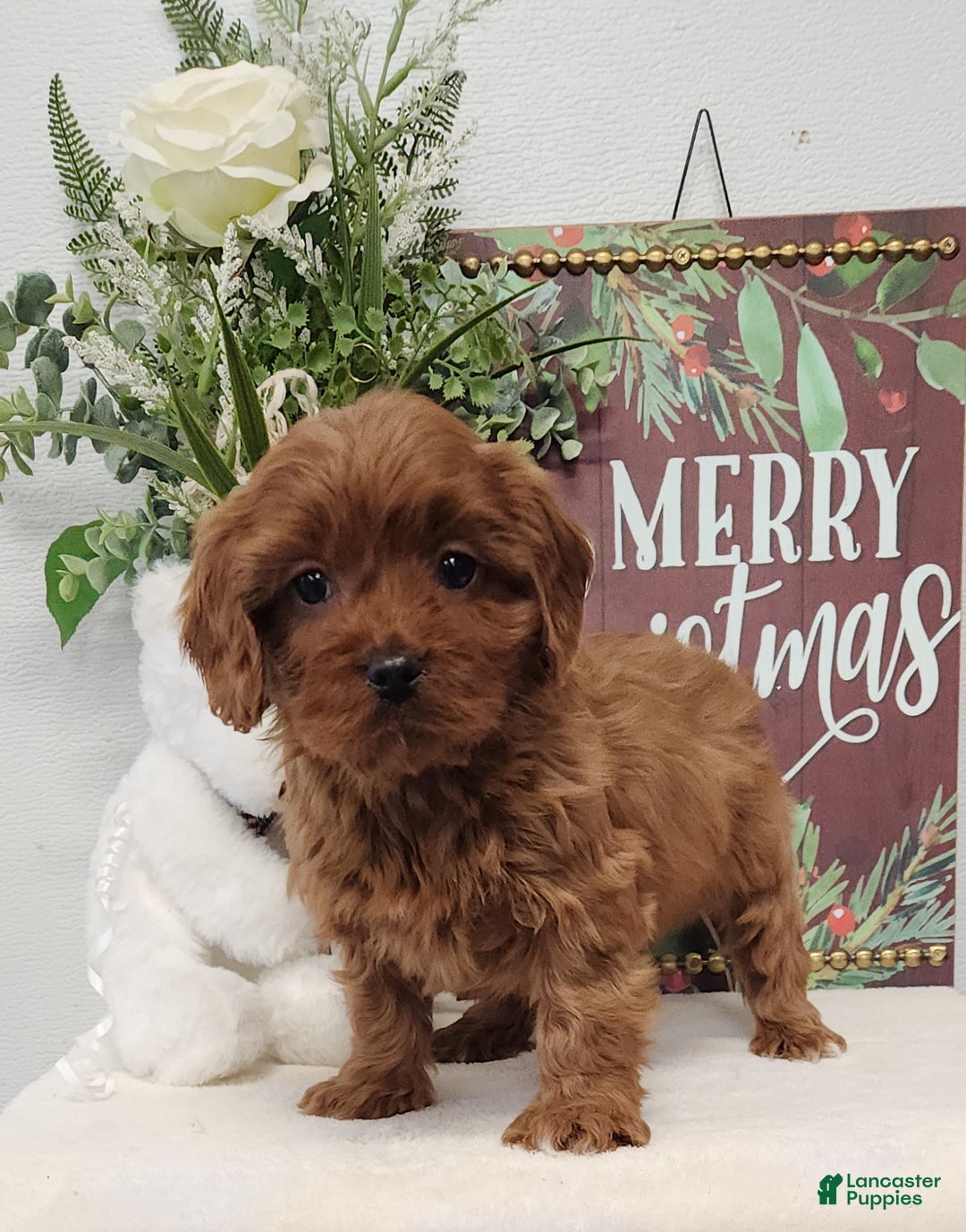 Cavapoo dogs for sale: Royce - Ad 4