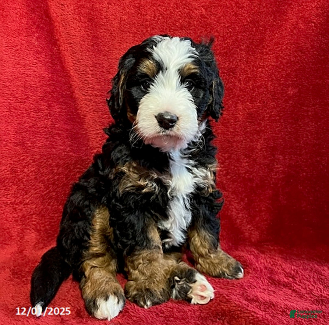 Mini Bernedoodle dogs for sale: Max - Ad 1