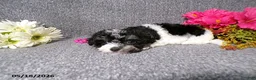 Havanese dogs for sale: Kesha - Ad 5
