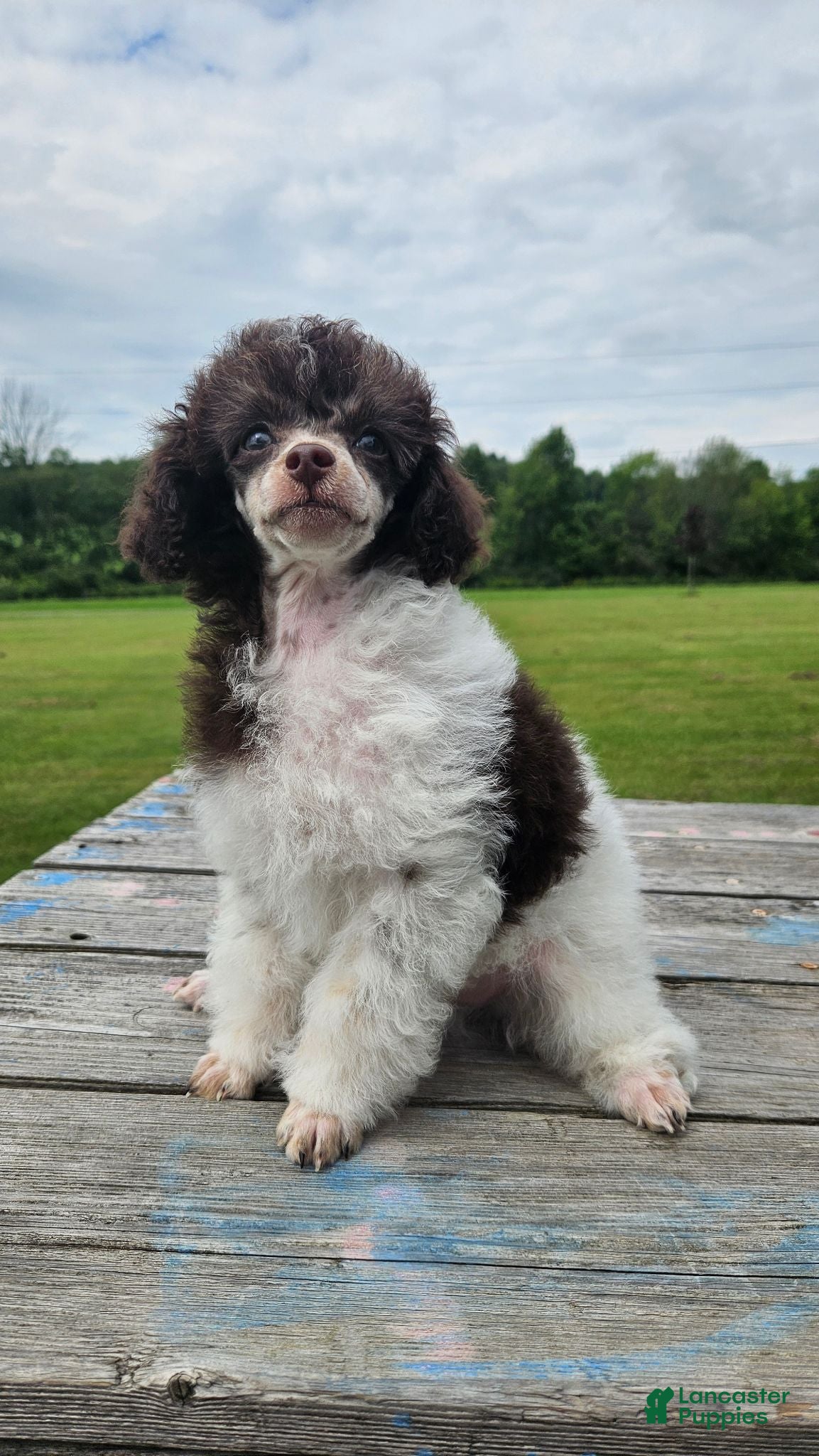 Toy Poodle dogs Branch - Ad 18
