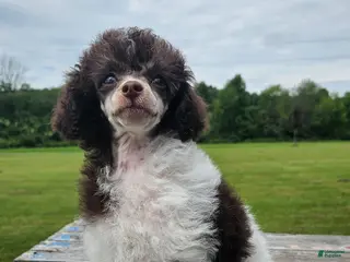 Toy Poodle dogs Branch - Ad 16