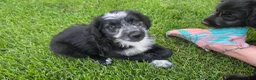 Mixed Breed dogs for sale: Sugar - Ad 1