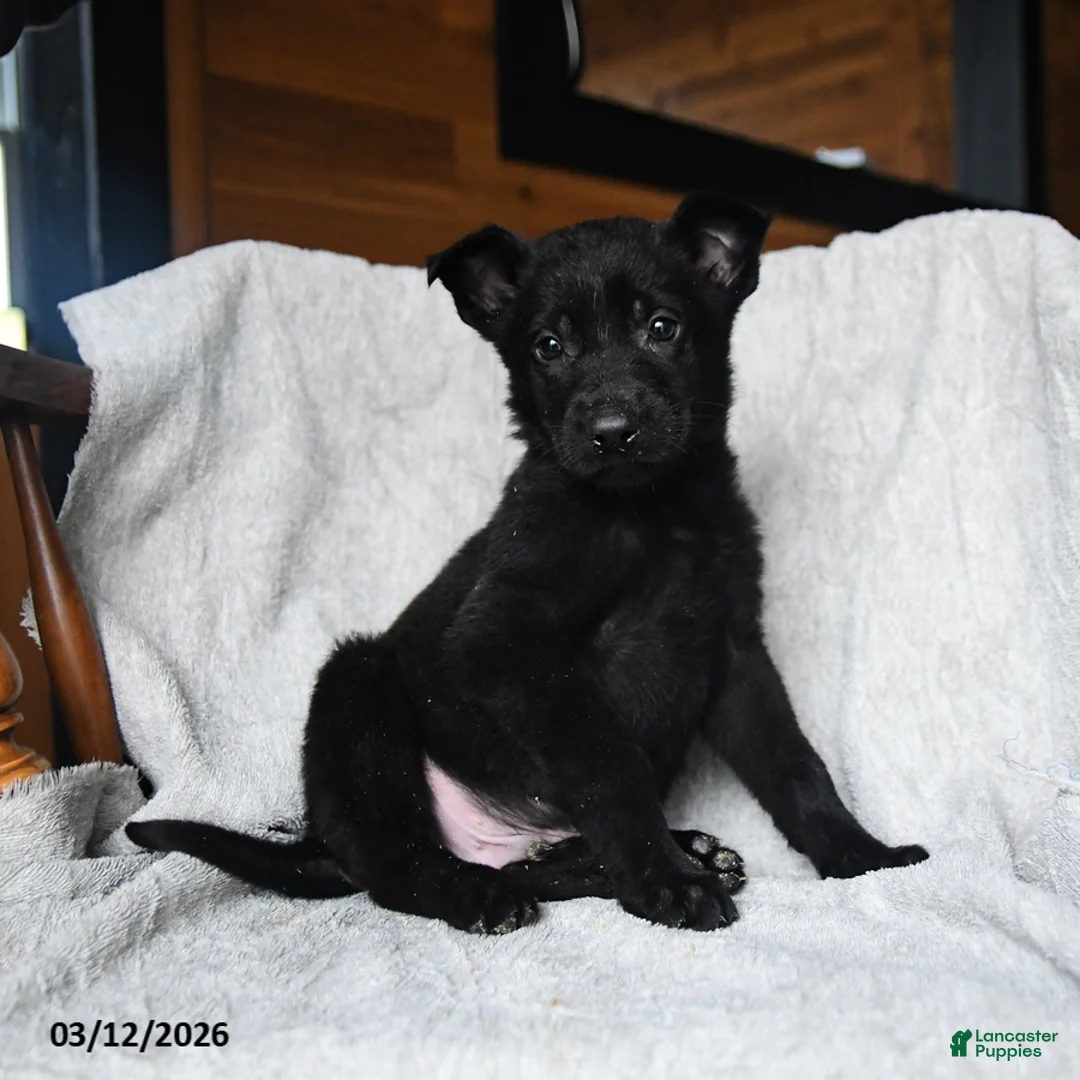 Mixed Breed dogs for sale: T bone - Ad 2