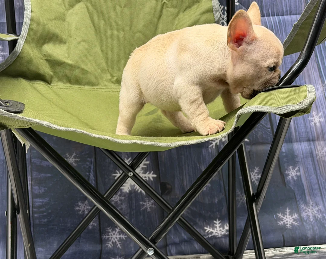 French Bulldog dogs for sale: Tiff - Ad 2