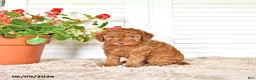 Mini Goldendoodle dogs for sale: Sasha - Ad 1