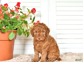 Mini Goldendoodle dogs for sale: Sasha - Ad 1