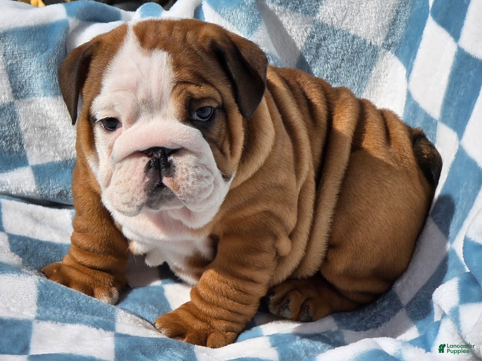 English Bulldog dogs Rex - Ad 2