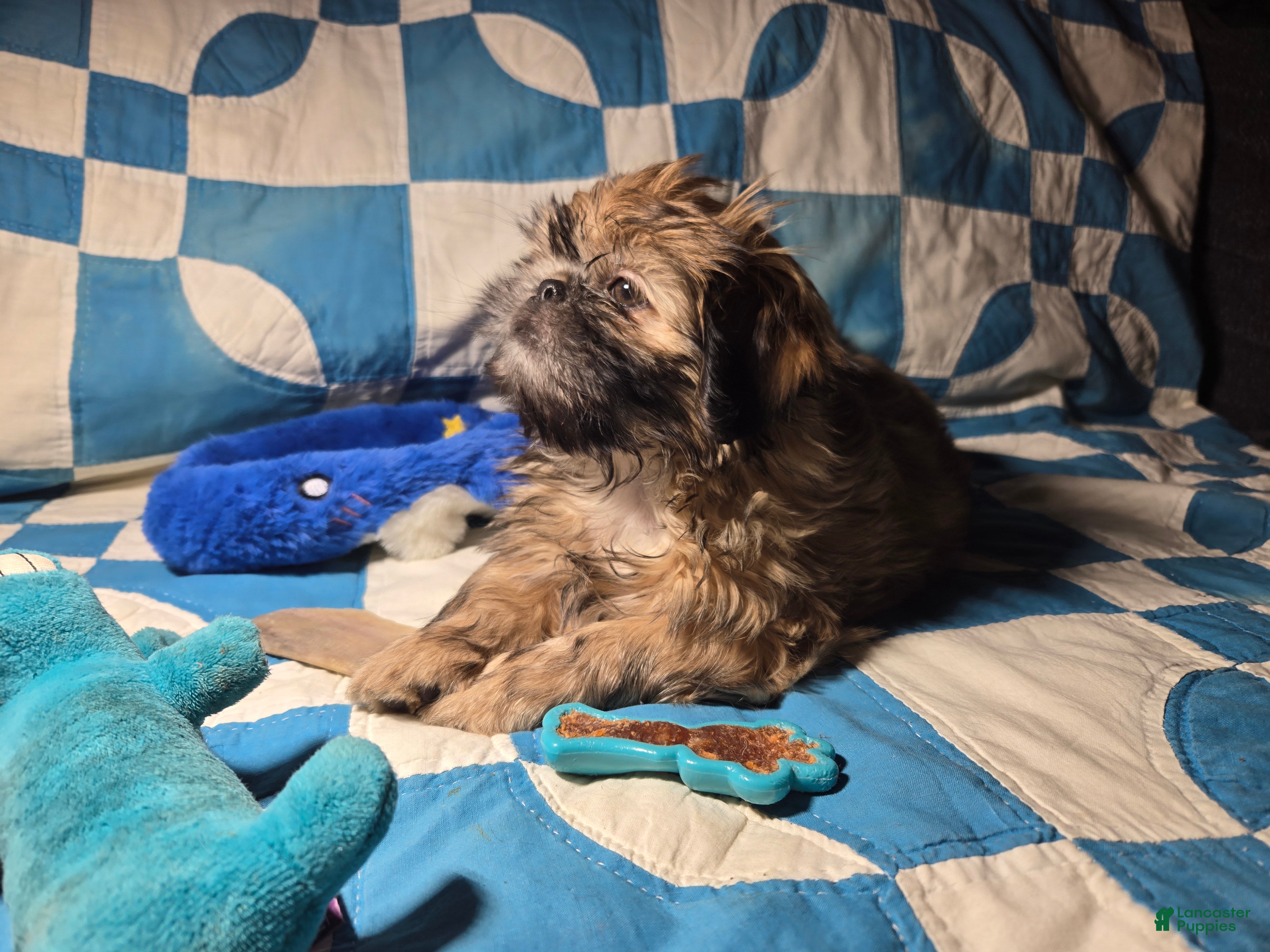 Shih Tzu dogs Dallas - Ad 34