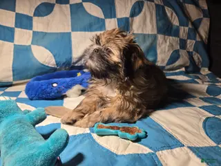 Shih Tzu dogs Dallas - Ad 34