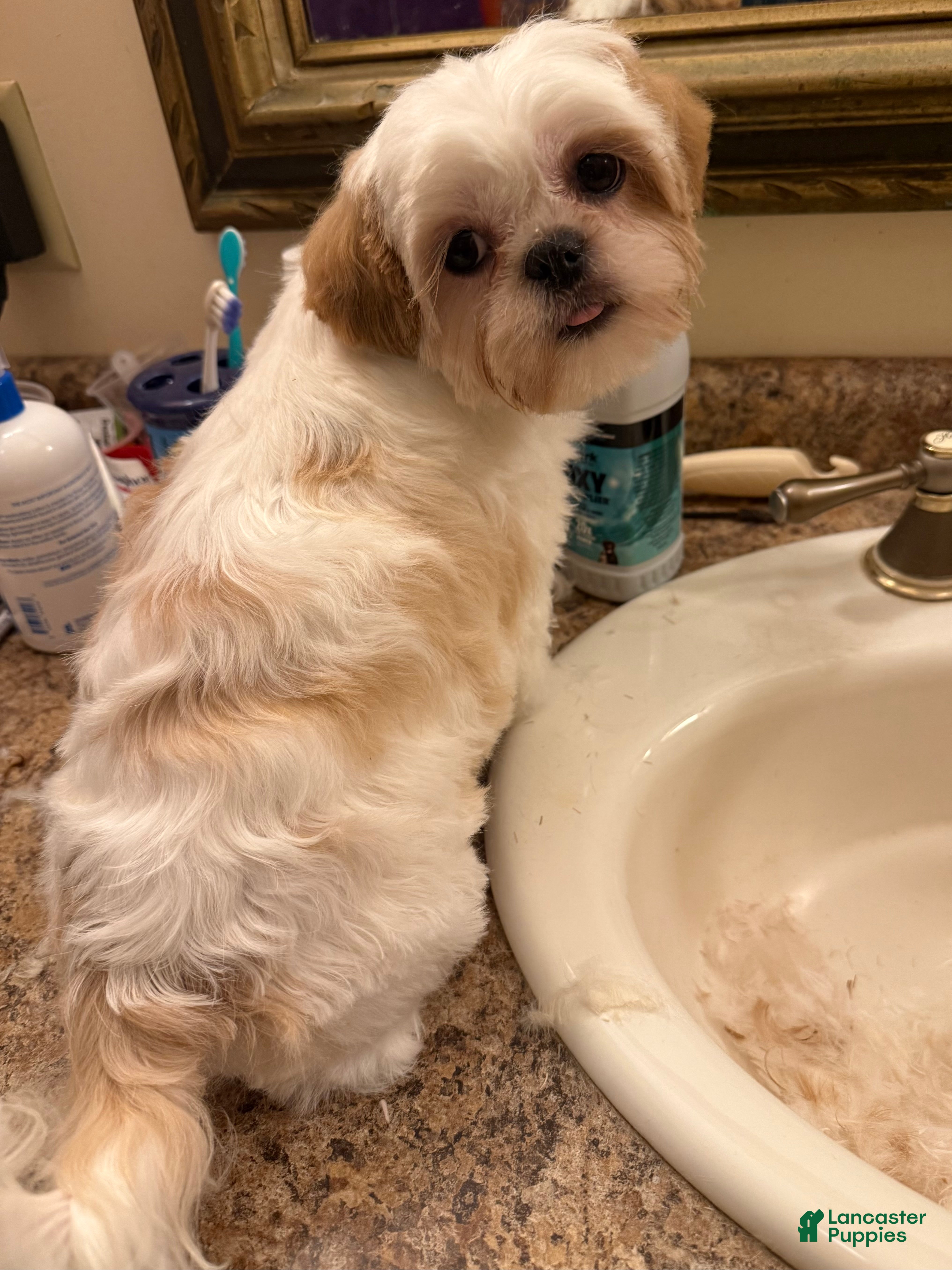 Shih Tzu dogs Shih Tzu Puppy 5 - Ad 28