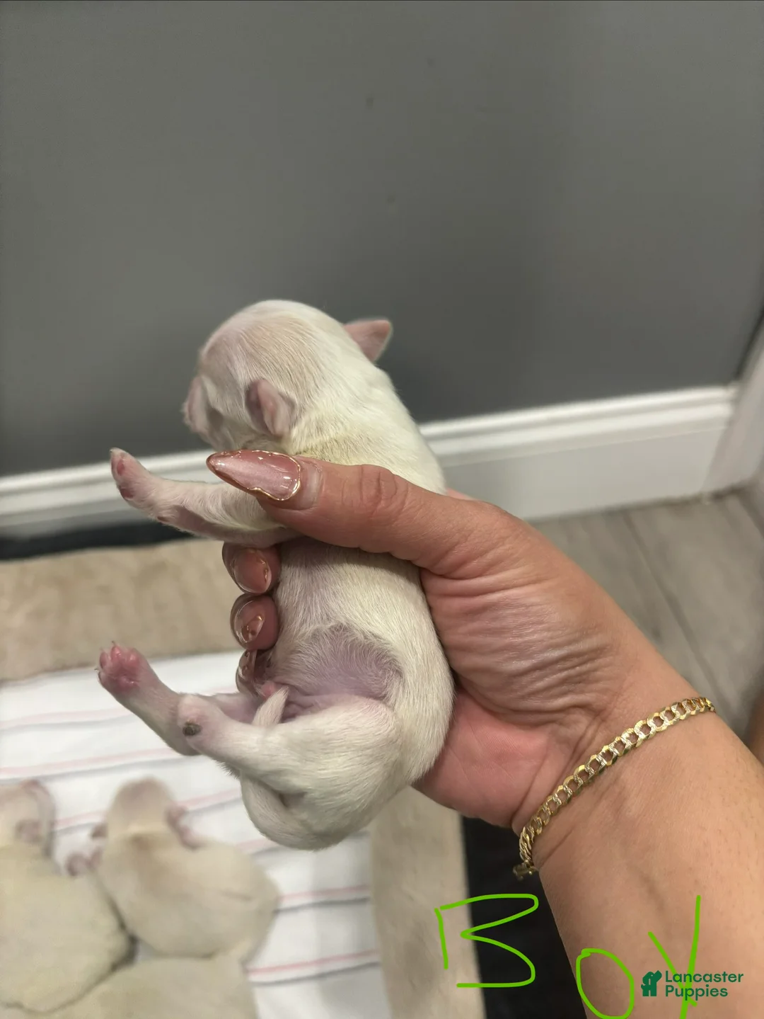 Mixed Breed dogs for sale: Mixed Breed Puppy 4 - Ad 2