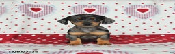 Miniature Dachshund dogs for sale: Wilbur - Ad 3
