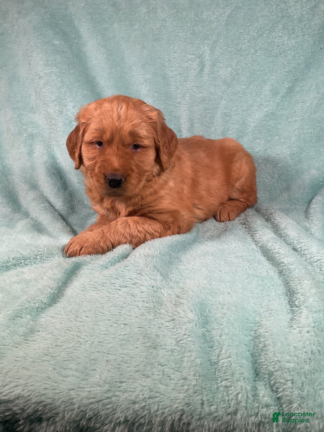 Golden Retriever dogs for sale: Lacey  - Ad 1