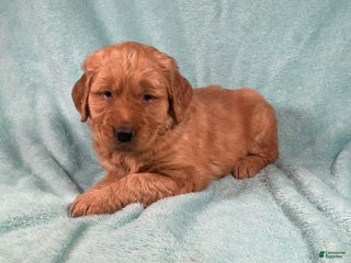 Golden Retriever dogs Lacey - Ad 21