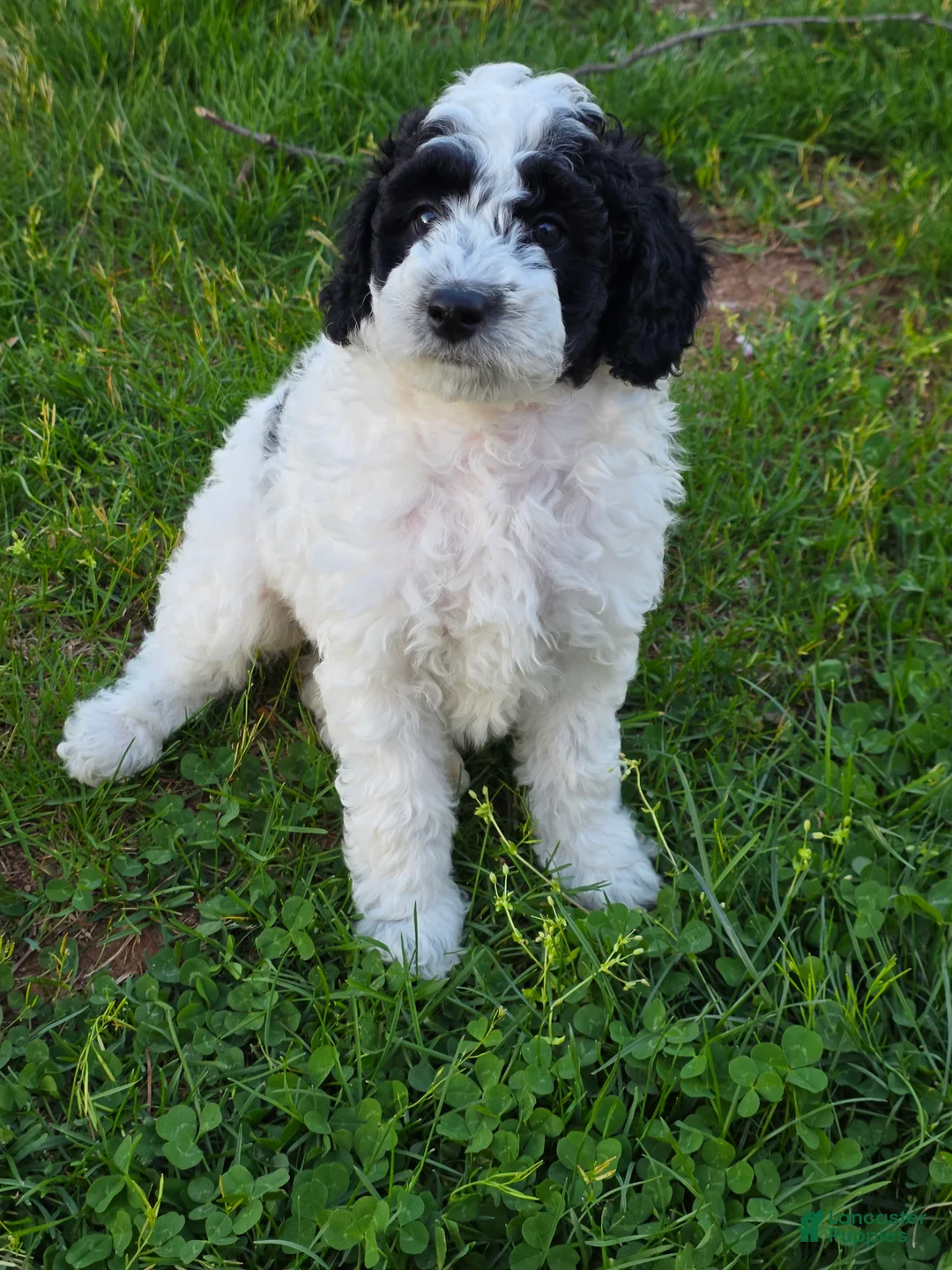 Mini Goldendoodle dogs for sale: Oreo - Ad 1