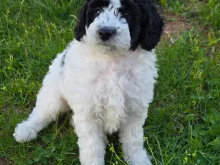 Mini Goldendoodle dogs for sale: Oreo - Ad 1
