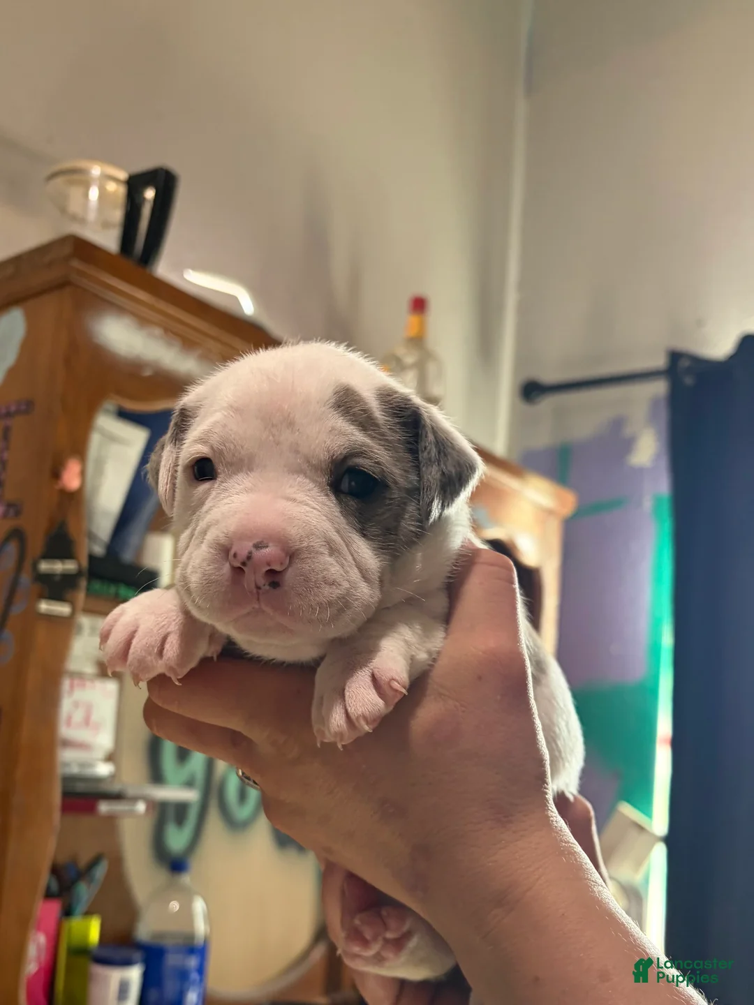 American Bully dogs for sale: American Bully Puppy 3 - Ad 1