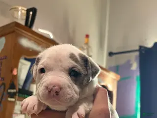 American Bully dogs American Bully Puppy 3 - Ad 14