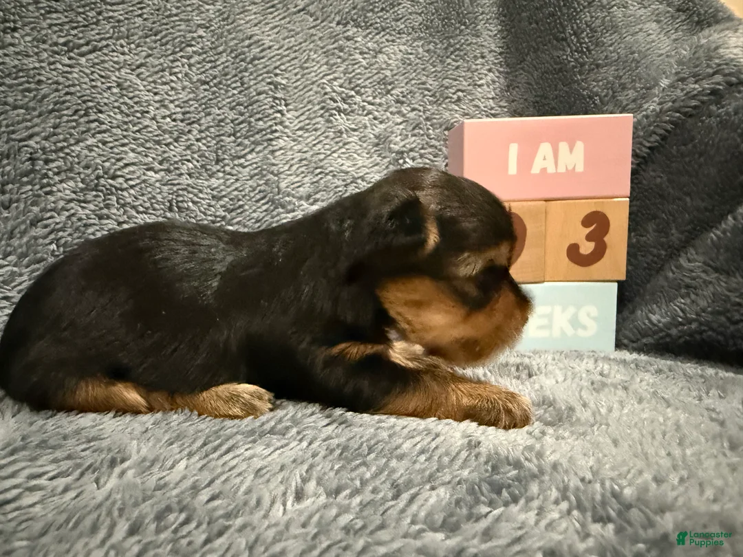 Yorkshire Terrier dogs for sale: Comet  - Ad 2