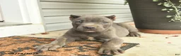 Cane Corso dogs for sale: Mason  - Ad 3