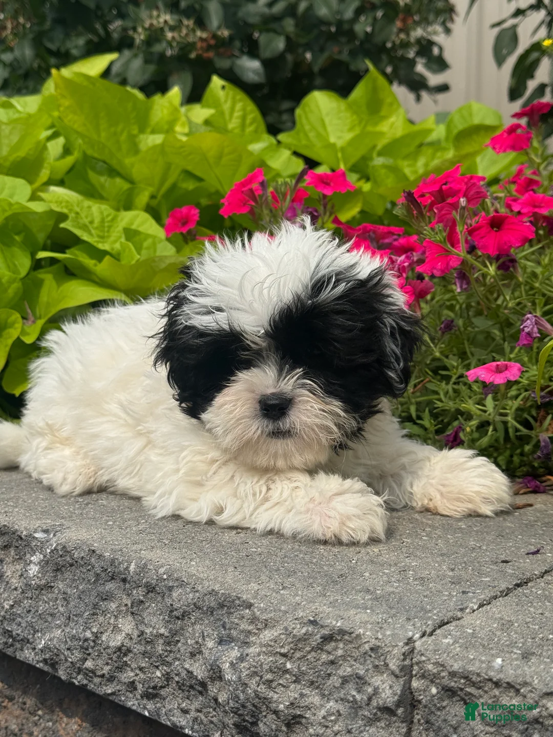 Shihpoo dogs for sale: Xander - Ad 1