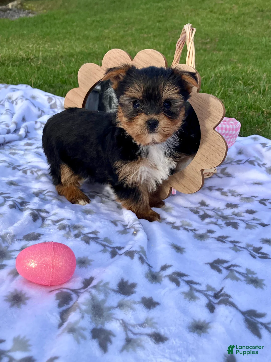 Yorkshire Terrier dogs for sale: Macy - Ad 7