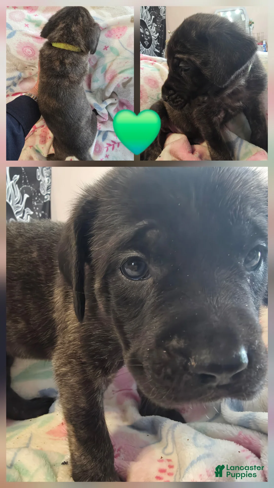 English Mastiff dogs for sale: English Mastiff Puppy 💚 - Ad 2