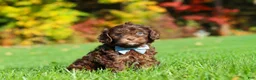 Cavapoo dogs for sale: Rusty - Ad 6