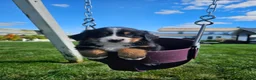 Bernese Mountain Dog dogs for sale: Chase  - Ad 3